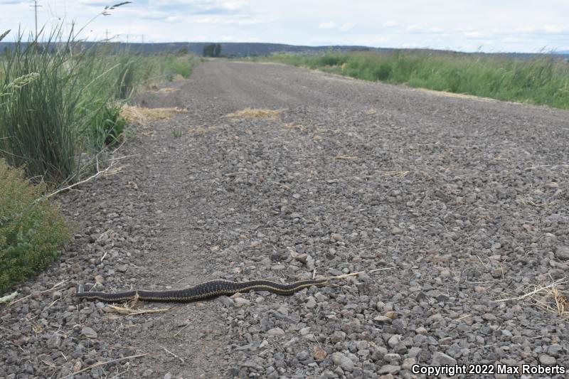 Mountain Gartersnake (Thamnophis elegans elegans)