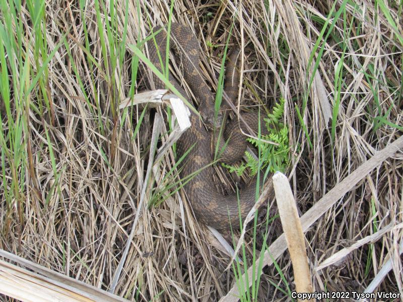 Eastern Massasauga (Sistrurus catenatus catenatus)