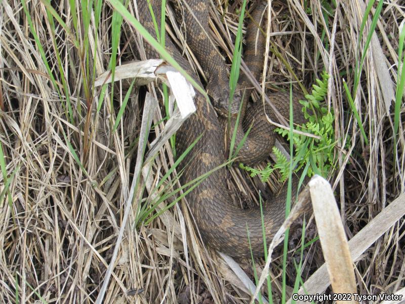 Eastern Massasauga (Sistrurus catenatus catenatus)