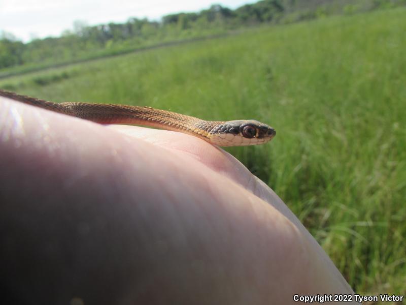 Northern Ribbonsnake (Thamnophis sauritus septentrionalis)