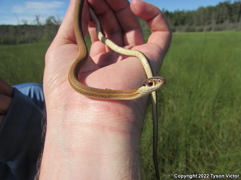 Northern Ribbonsnake (Thamnophis sauritus septentrionalis)