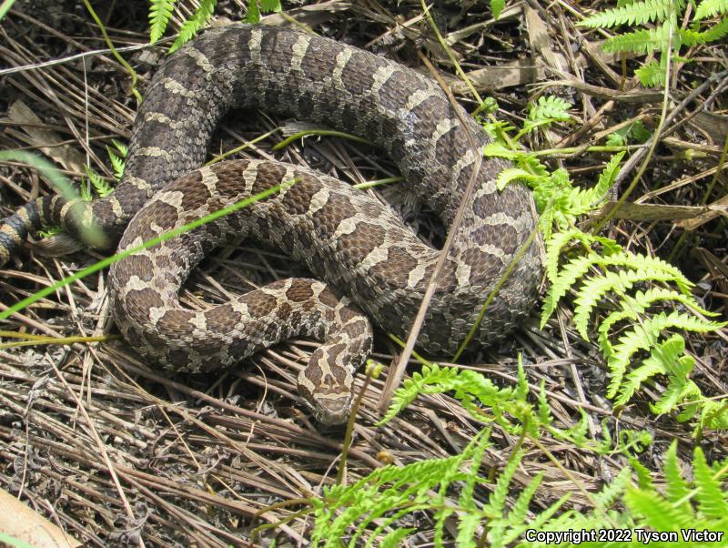 Eastern Massasauga (Sistrurus catenatus catenatus)