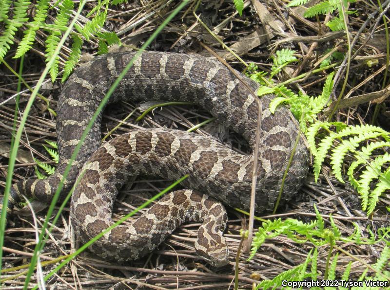 Eastern Massasauga (Sistrurus catenatus catenatus)