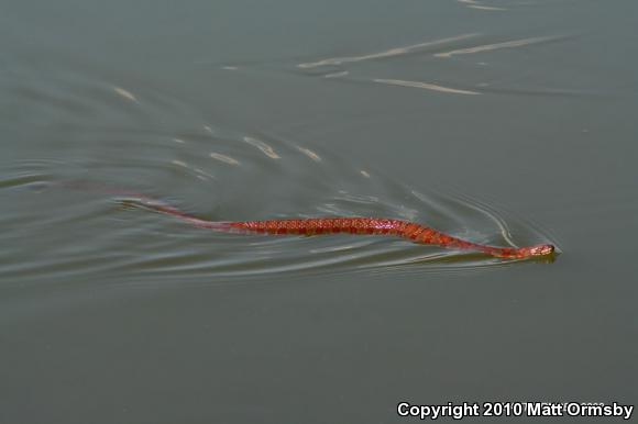 Northern Watersnake (Nerodia sipedon sipedon)