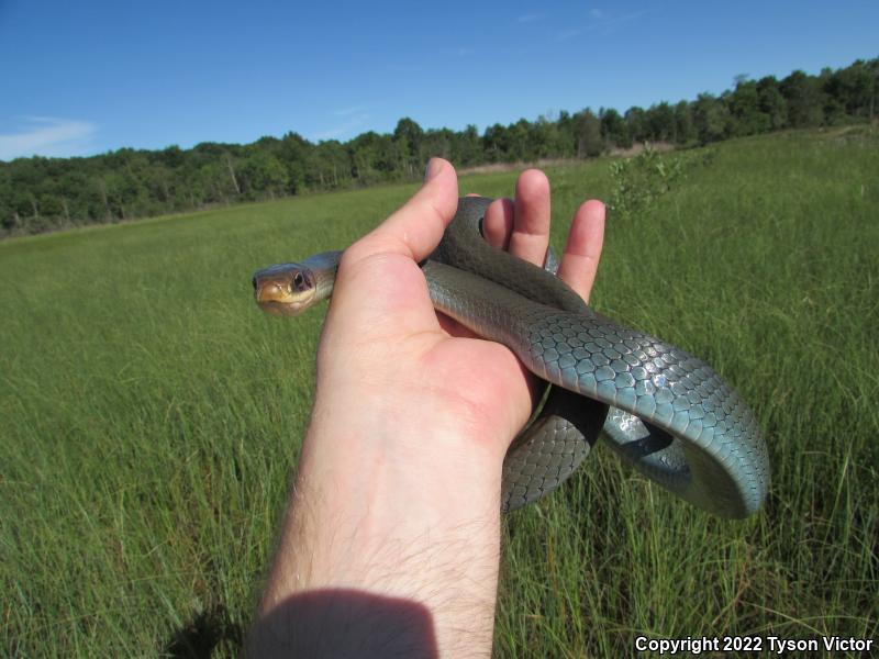 Blue Racer (Coluber constrictor foxii)