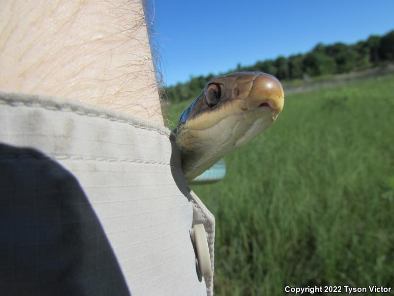 Blue Racer (Coluber constrictor foxii)