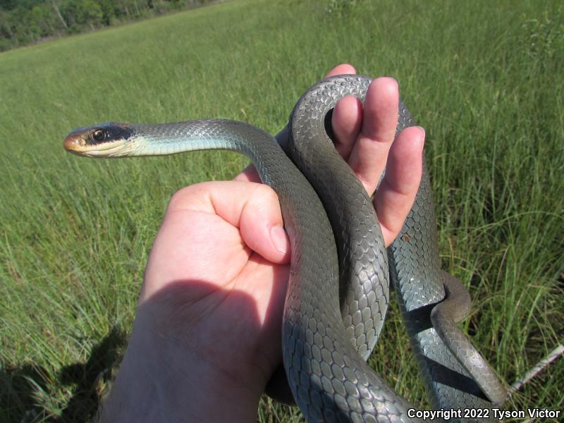 Blue Racer (Coluber constrictor foxii)