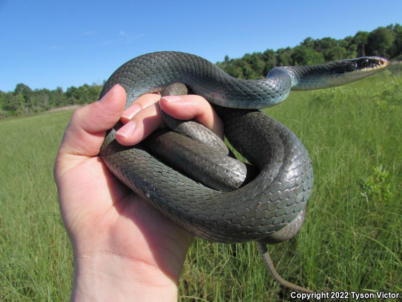 Blue Racer (Coluber constrictor foxii)