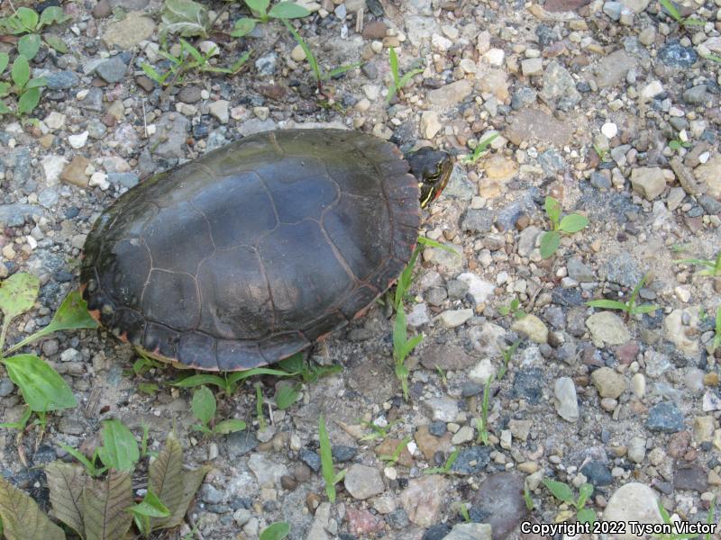 Midland Painted Turtle (Chrysemys picta marginata)