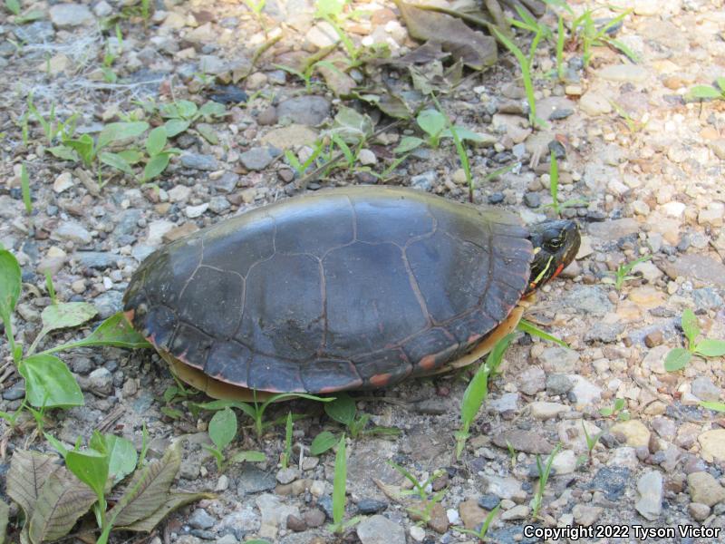 Midland Painted Turtle (Chrysemys picta marginata)