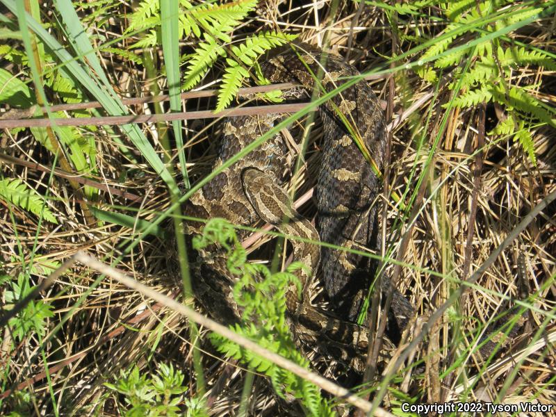 Eastern Massasauga (Sistrurus catenatus catenatus)