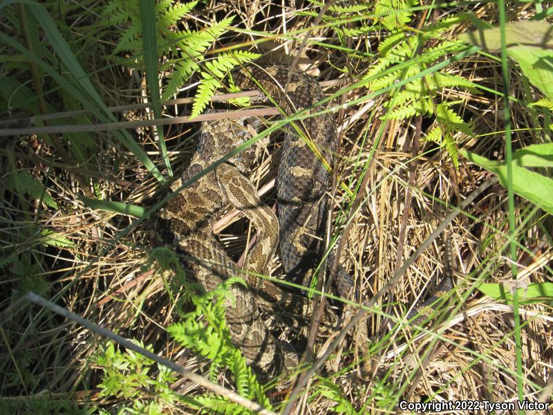 Eastern Massasauga (Sistrurus catenatus catenatus)