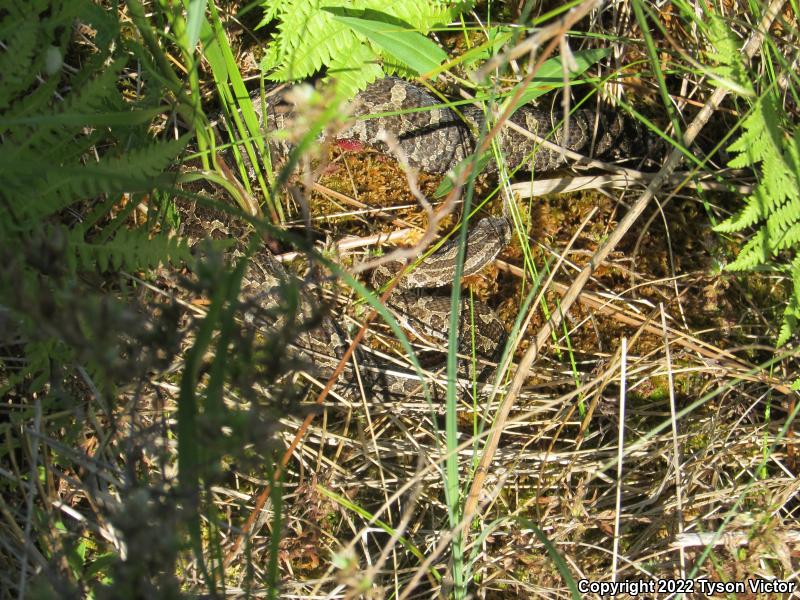 Eastern Massasauga (Sistrurus catenatus catenatus)