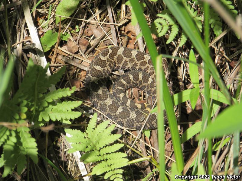 Eastern Massasauga (Sistrurus catenatus catenatus)