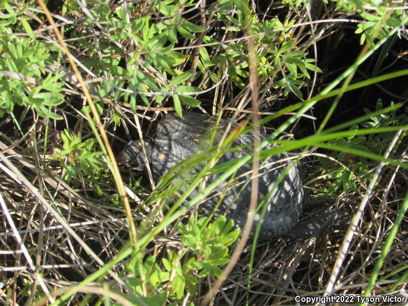 Spotted Turtle (Clemmys guttata)