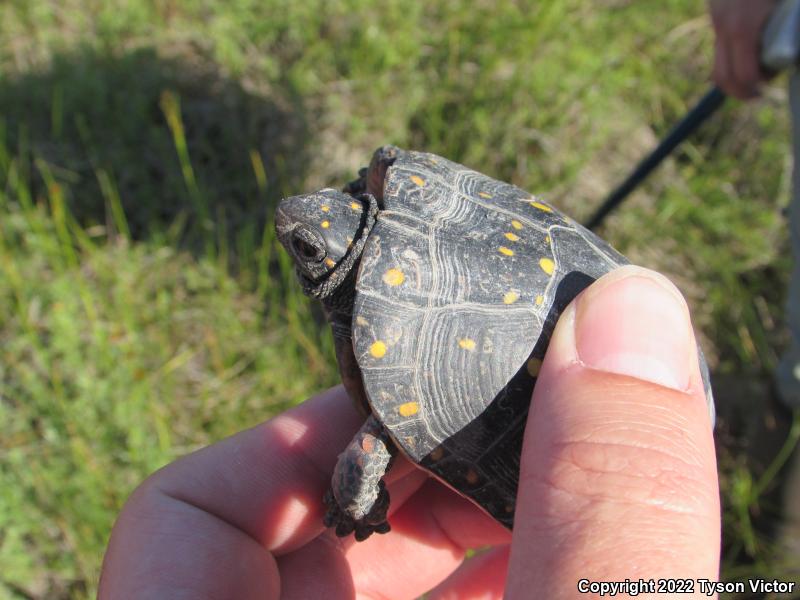 Spotted Turtle (Clemmys guttata)