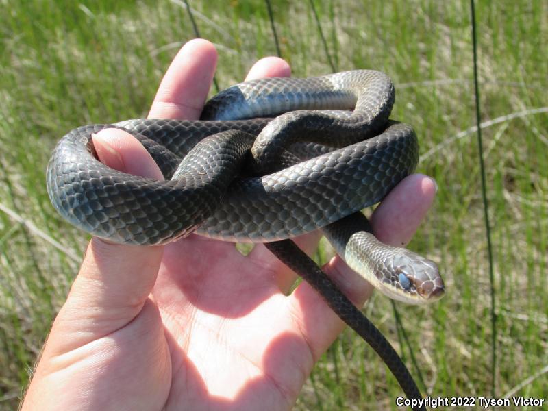 Blue Racer (Coluber constrictor foxii)