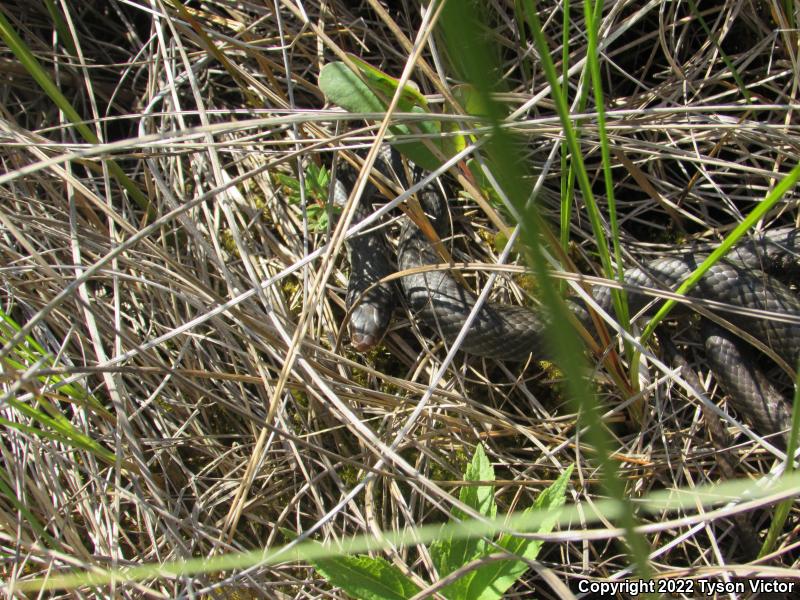 Blue Racer (Coluber constrictor foxii)