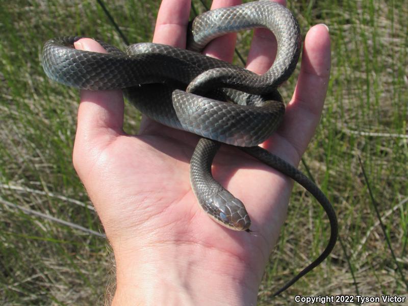 Blue Racer (Coluber constrictor foxii)