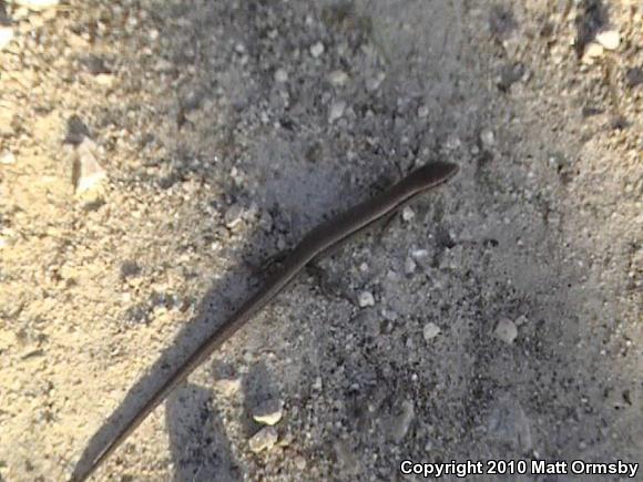 Little Brown Skink (Scincella lateralis)