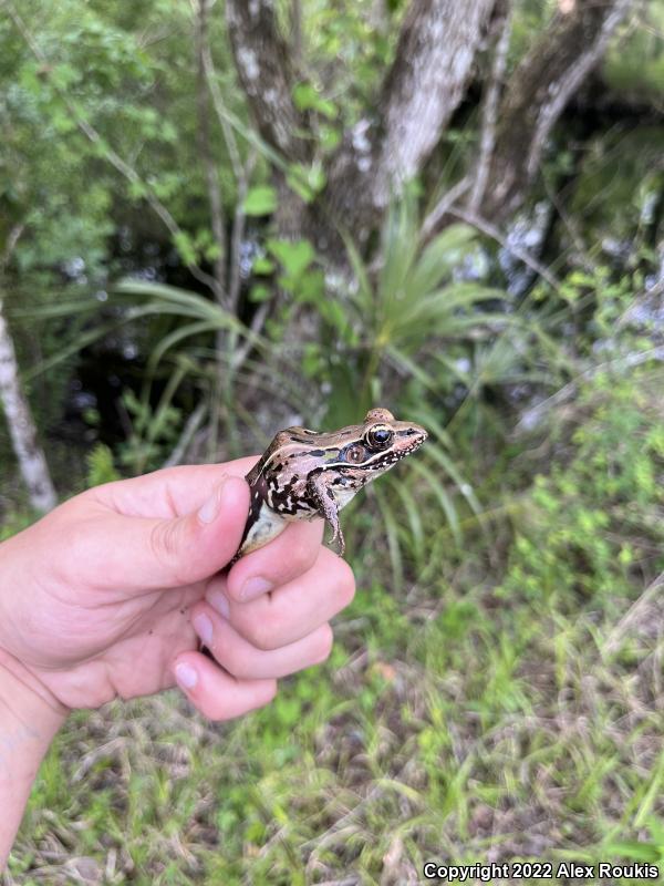 Florida Leopard Frog (Lithobates sphenocephalus sphenocephalus)