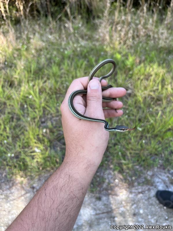 Peninsula Ribbonsnake (Thamnophis sauritus sackenii)