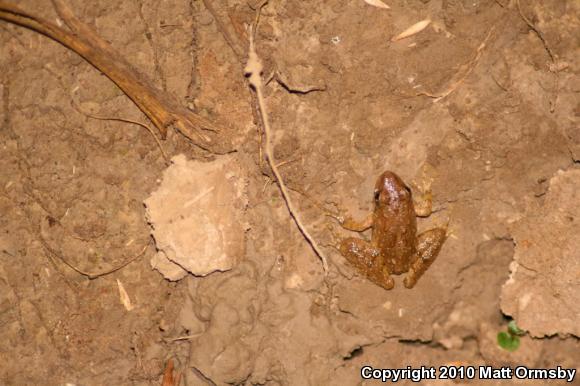 Eastern Cricket Frog (Acris crepitans crepitans)