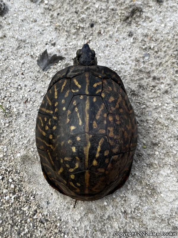 Florida Box Turtle (Terrapene carolina bauri)