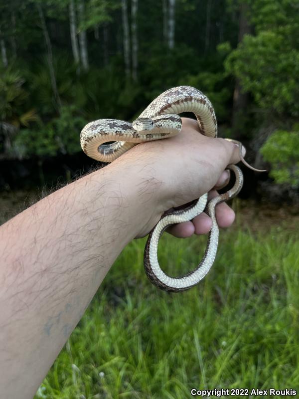 Yellow Ratsnake (Pantherophis obsoletus quadrivittatus)