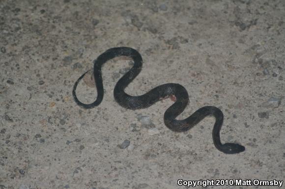 Black Ratsnake (Pantherophis obsoletus)