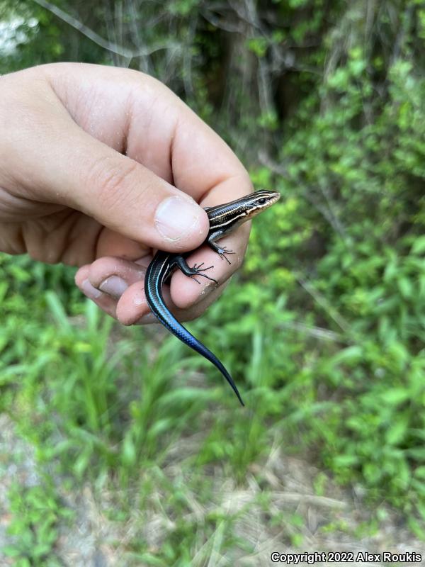 Southeastern Five-lined Skink (Plestiodon inexpectatus)