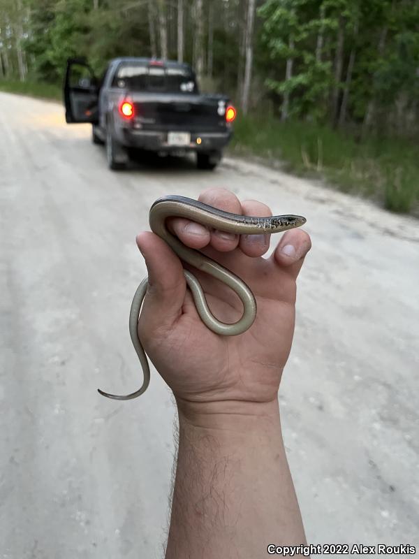 Eastern Glass Lizard (Ophisaurus ventralis)