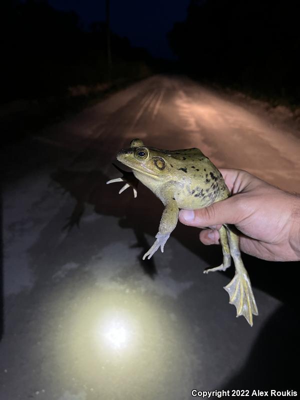 Pig Frog (Lithobates grylio)