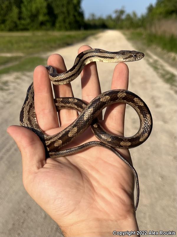 Yellow Ratsnake (Pantherophis obsoletus quadrivittatus)