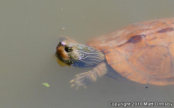 Northern Map Turtle (Graptemys geographica)