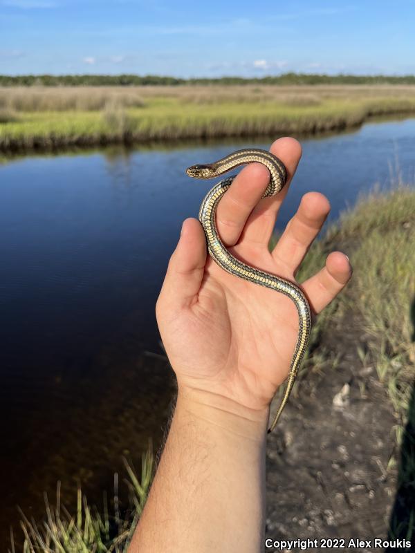 Gulf Saltmarsh Snake (Nerodia clarkii clarkii)