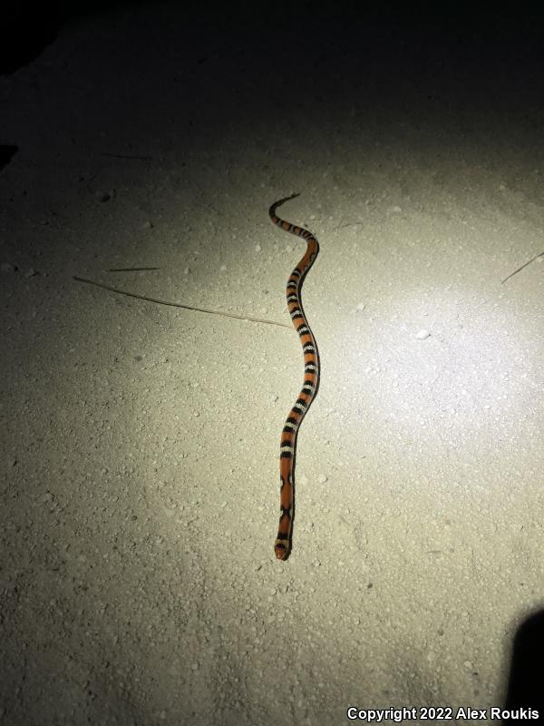 Northern  Scarletsnake (Cemophora coccinea copei)