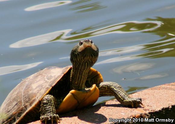 Northern Map Turtle (Graptemys geographica)