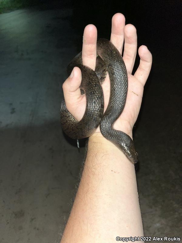 Florida Green Watersnake (Nerodia floridana)