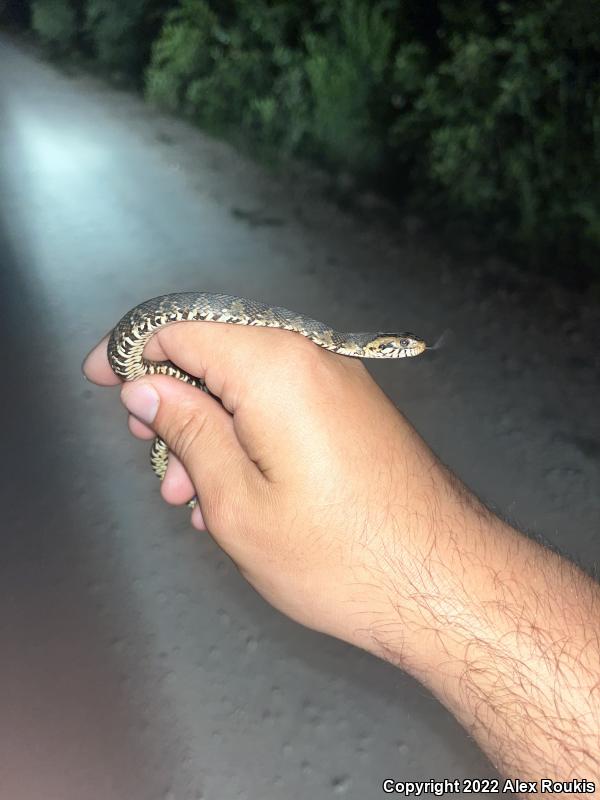 Florida Watersnake (Nerodia fasciata pictiventris)