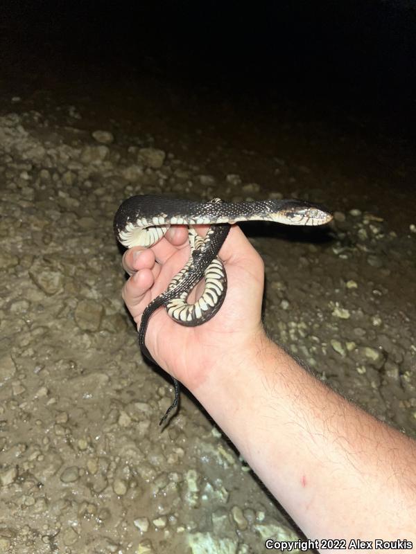 Florida Watersnake (Nerodia fasciata pictiventris)