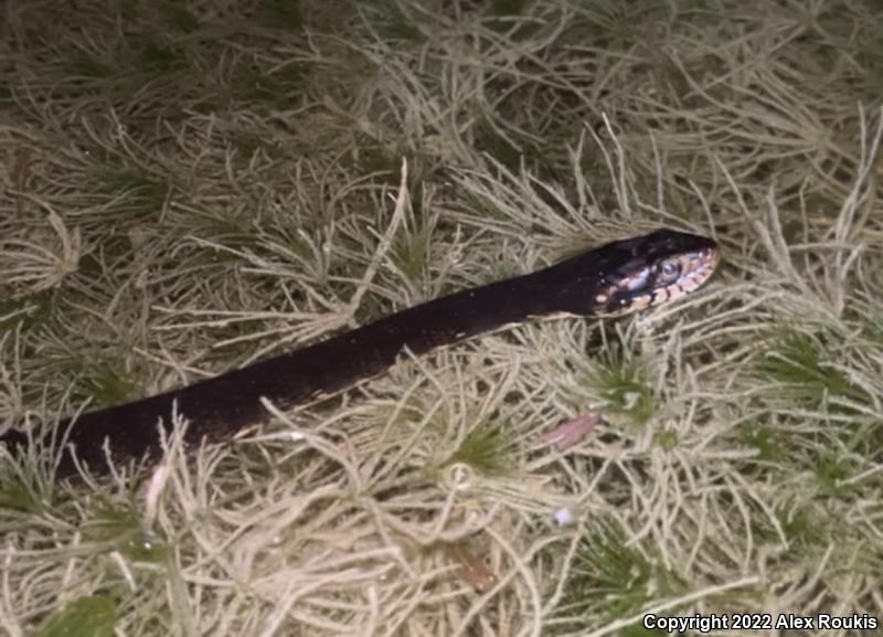 Florida Watersnake (Nerodia fasciata pictiventris)