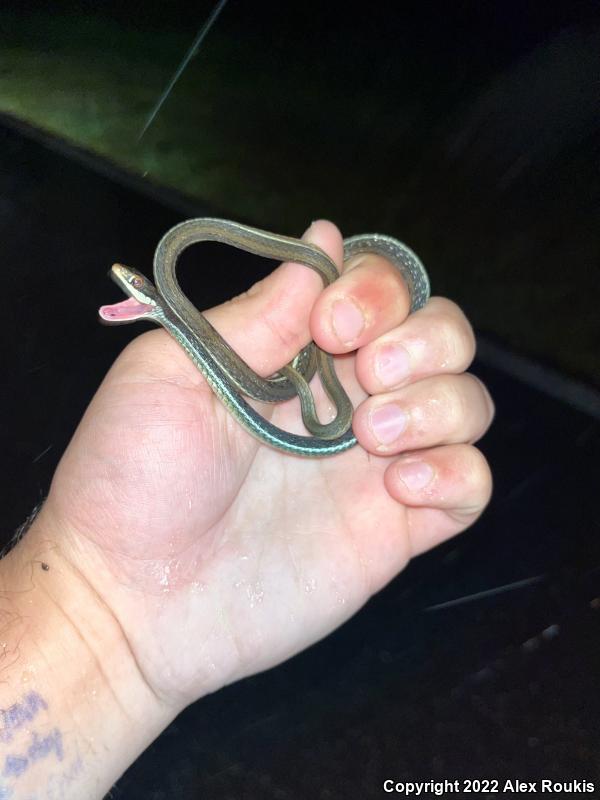 Peninsula Ribbonsnake (Thamnophis sauritus sackenii)