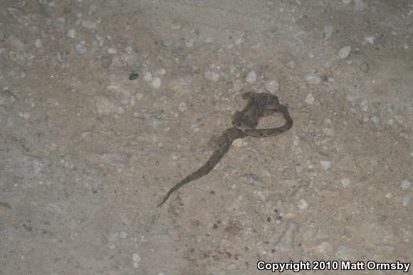 Osage Copperhead (Agkistrodon contortrix phaeogaster)