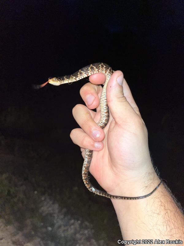 Florida Watersnake (Nerodia fasciata pictiventris)