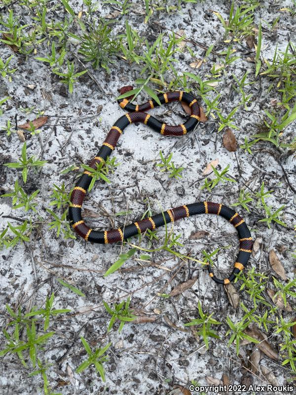 Eastern Coral Snake (Micrurus fulvius)