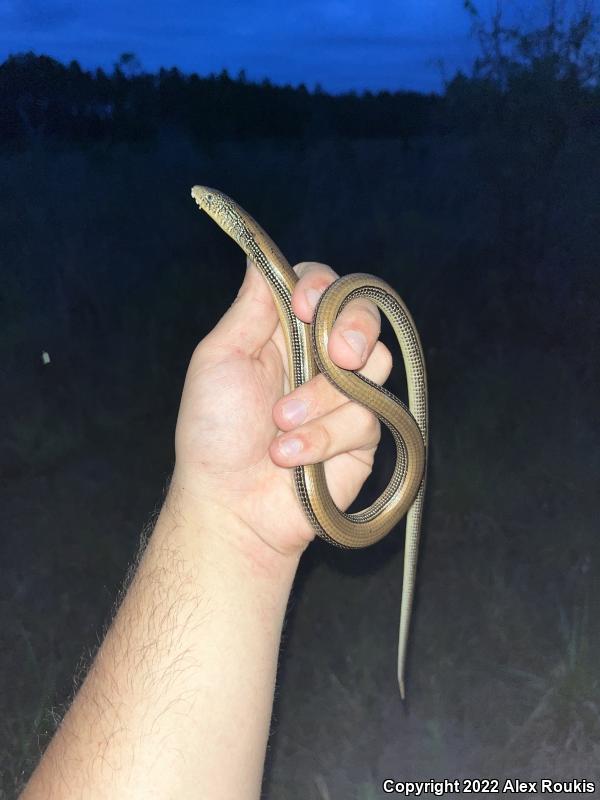 Eastern Glass Lizard (Ophisaurus ventralis)