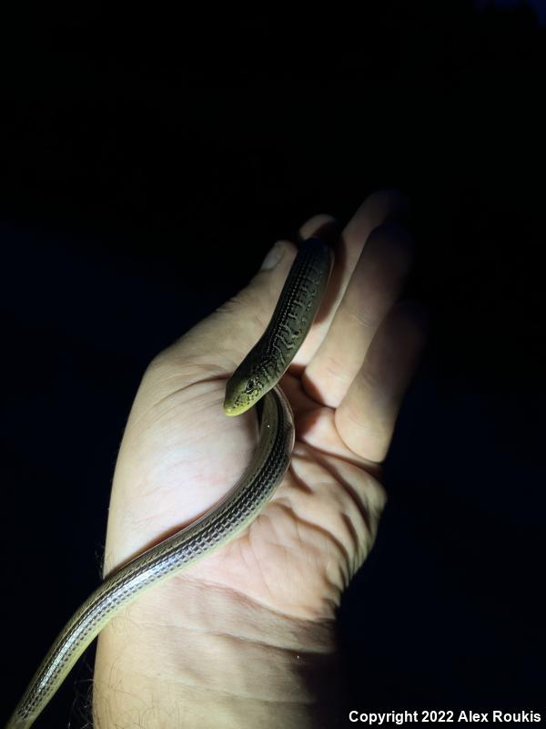 Eastern Glass Lizard (Ophisaurus ventralis)