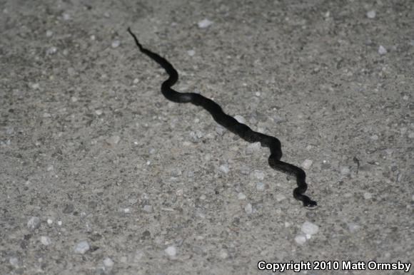 Black Ratsnake (Pantherophis obsoletus)