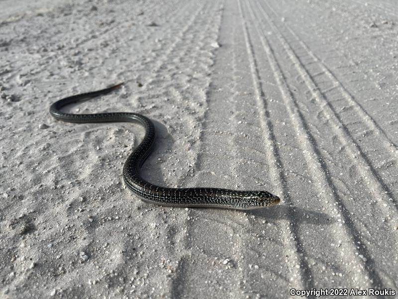 Eastern Slender Glass Lizard (Ophisaurus attenuatus longicaudus)